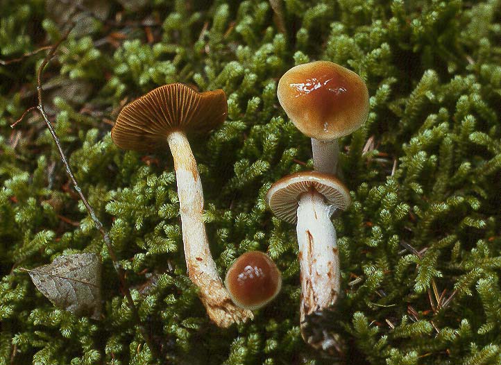 Cortinarius vibratilis group
